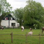 paarden op Singel 4a